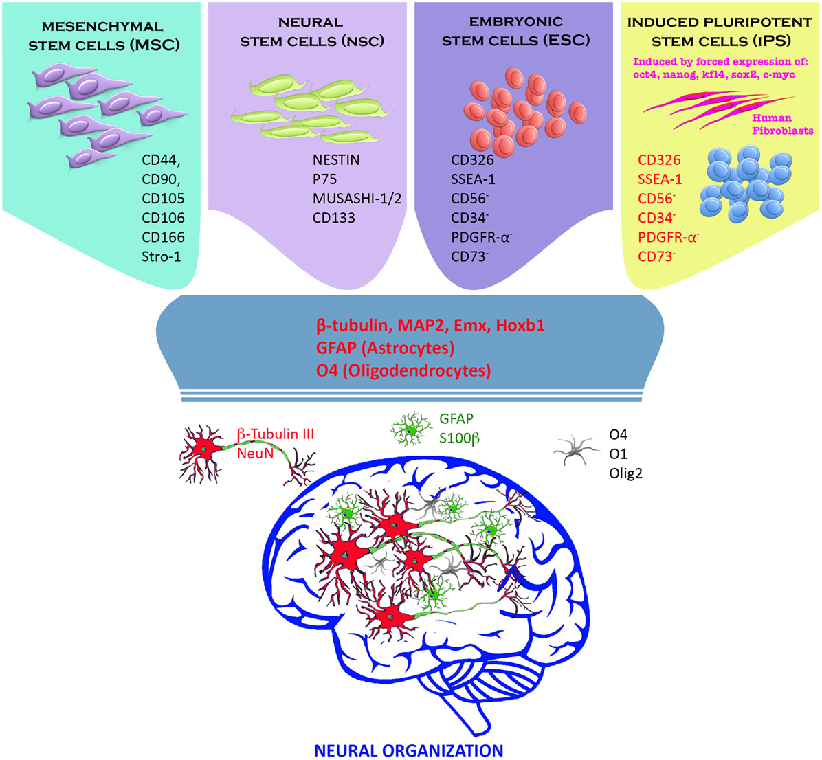 骨髓来源干细胞治疗脑卒中