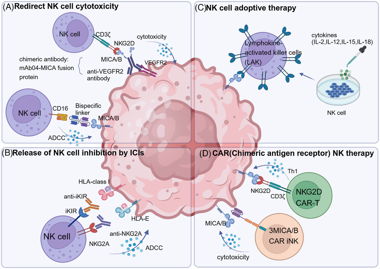 自体免疫细胞增强免疫力