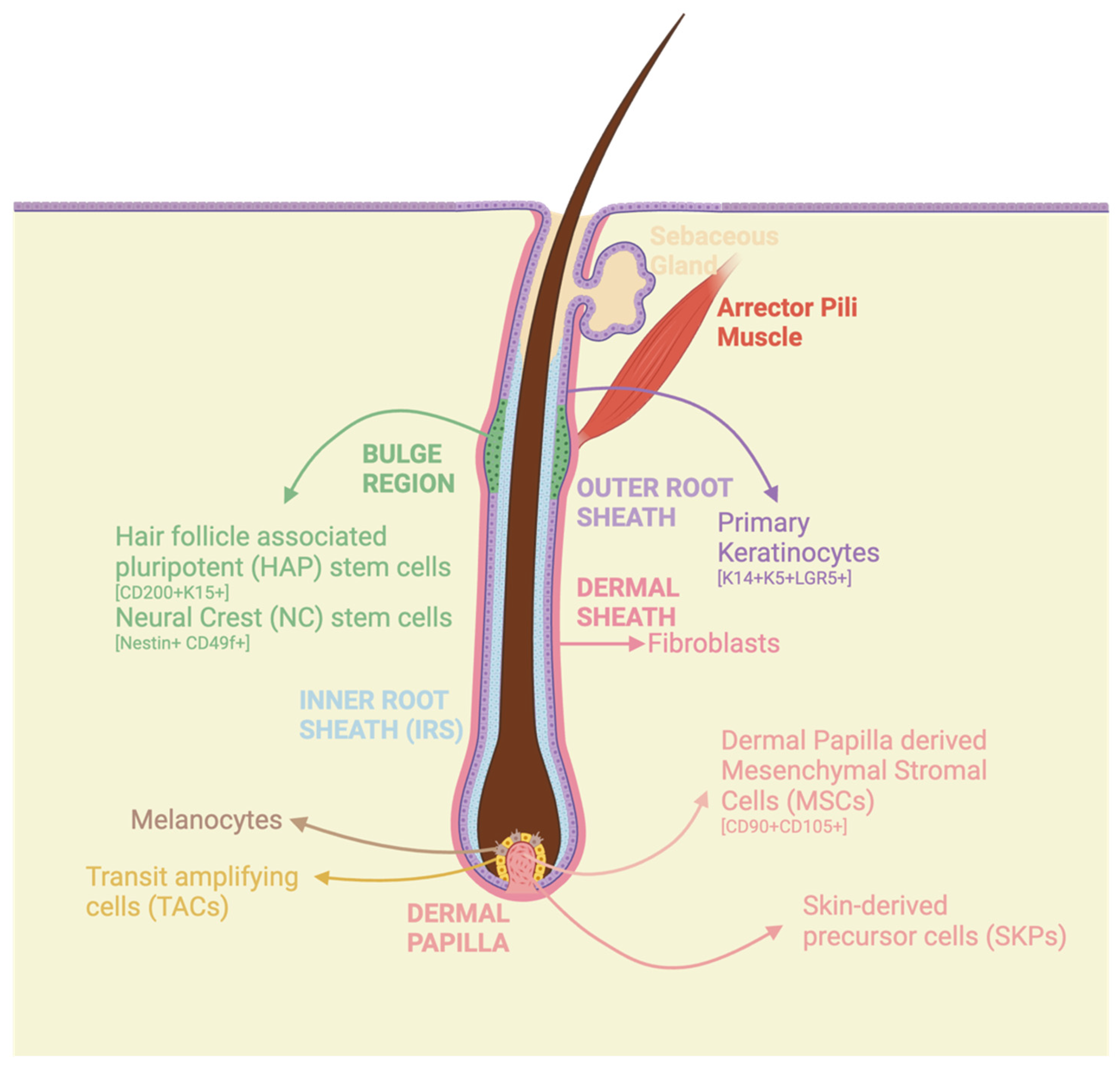 干细胞能够通过促进毛囊再生等机制，治疗、改善脱发